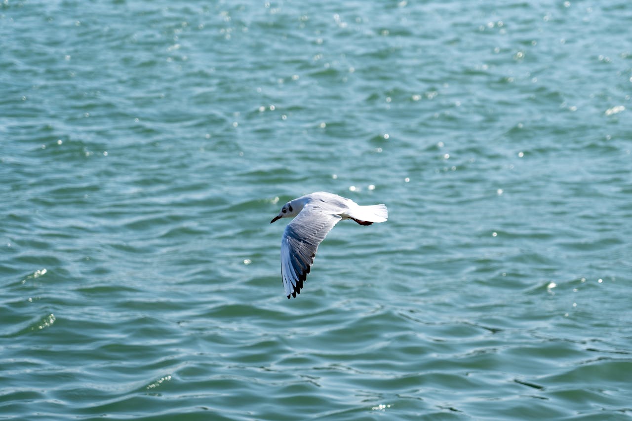A seagull gracefully glides over the shimmering sea on a clear sunny day.